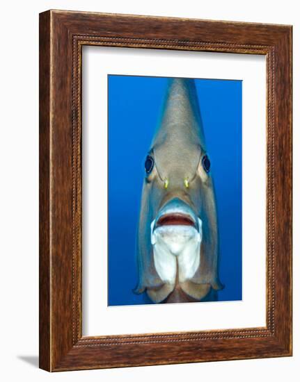 Grey angelfish, Cayman Islands, Caribbean Sea-Alex Mustard-Framed Photographic Print