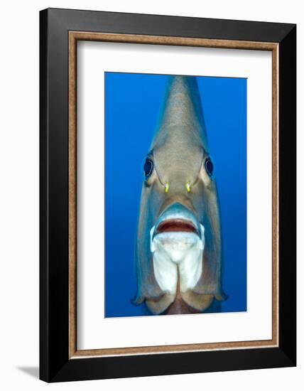 Grey angelfish, Cayman Islands, Caribbean Sea-Alex Mustard-Framed Photographic Print