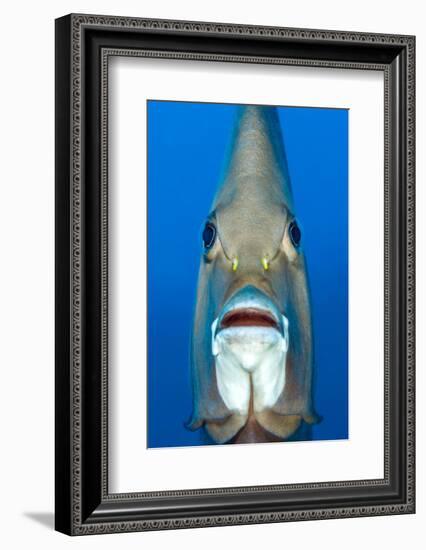 Grey angelfish, Cayman Islands, Caribbean Sea-Alex Mustard-Framed Photographic Print