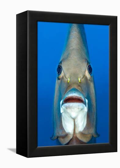 Grey angelfish, Cayman Islands, Caribbean Sea-Alex Mustard-Framed Premier Image Canvas