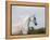 Grey Arab Stallion, Ojai, California, USA-Carol Walker-Framed Premier Image Canvas