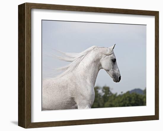 Grey Arab Stallion, Ojai, California, USA-Carol Walker-Framed Photographic Print