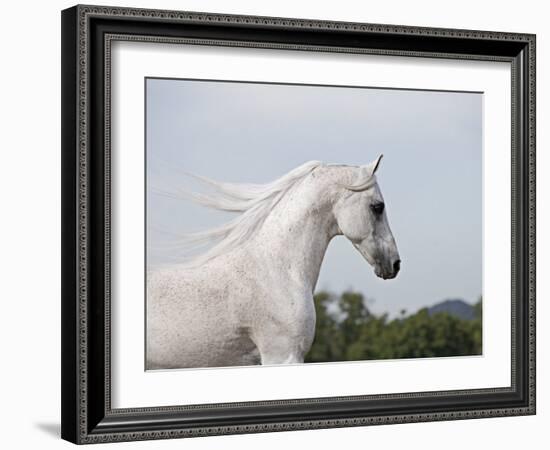 Grey Arab Stallion, Ojai, California, USA-Carol Walker-Framed Photographic Print