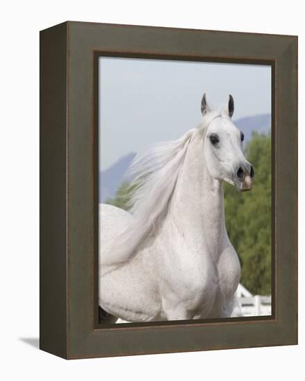 Grey Arabian Stallion Portrait, Ojai, California, USA-Carol Walker-Framed Premier Image Canvas