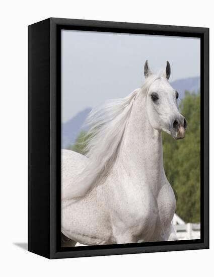 Grey Arabian Stallion Portrait, Ojai, California, USA-Carol Walker-Framed Premier Image Canvas