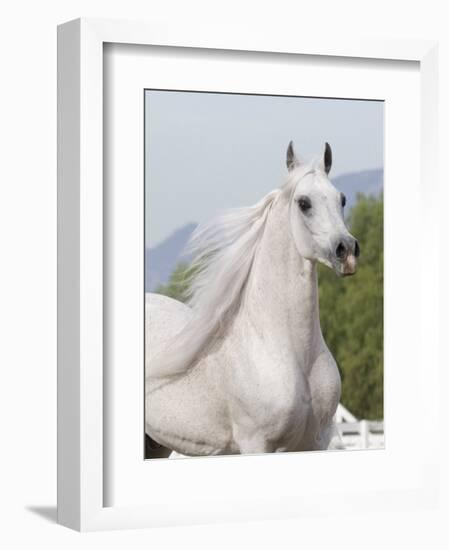 Grey Arabian Stallion Portrait, Ojai, California, USA-Carol Walker-Framed Premium Photographic Print