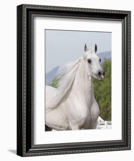 Grey Arabian Stallion Portrait, Ojai, California, USA-Carol Walker-Framed Premium Photographic Print