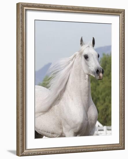 Grey Arabian Stallion Portrait, Ojai, California, USA-Carol Walker-Framed Photographic Print