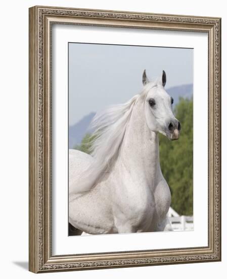 Grey Arabian Stallion Portrait, Ojai, California, USA-Carol Walker-Framed Photographic Print