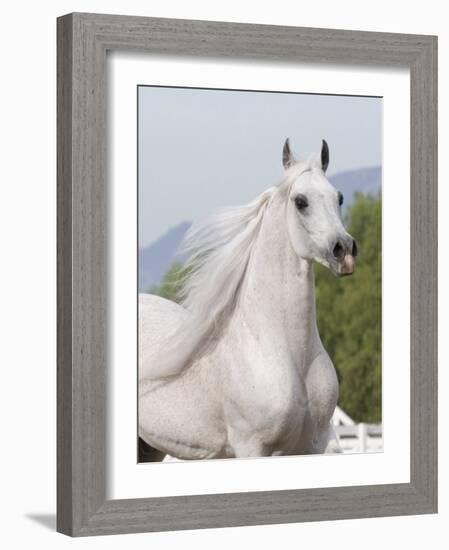 Grey Arabian Stallion Portrait, Ojai, California, USA-Carol Walker-Framed Photographic Print