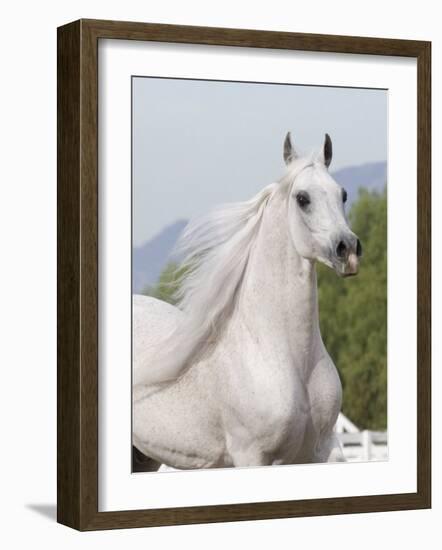 Grey Arabian Stallion Portrait, Ojai, California, USA-Carol Walker-Framed Photographic Print