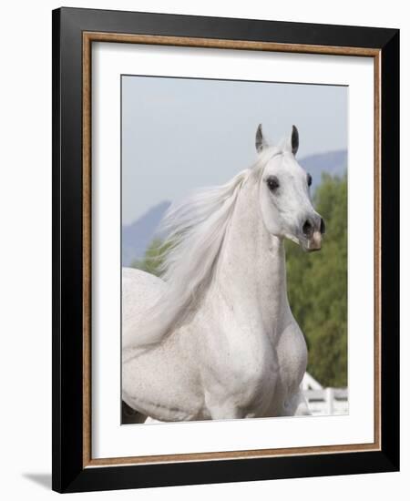 Grey Arabian Stallion Portrait, Ojai, California, USA-Carol Walker-Framed Photographic Print