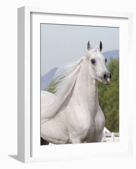 Grey Arabian Stallion Portrait, Ojai, California, USA-Carol Walker-Framed Photographic Print