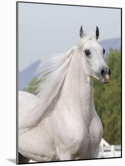 Grey Arabian Stallion Portrait, Ojai, California, USA-Carol Walker-Mounted Photographic Print