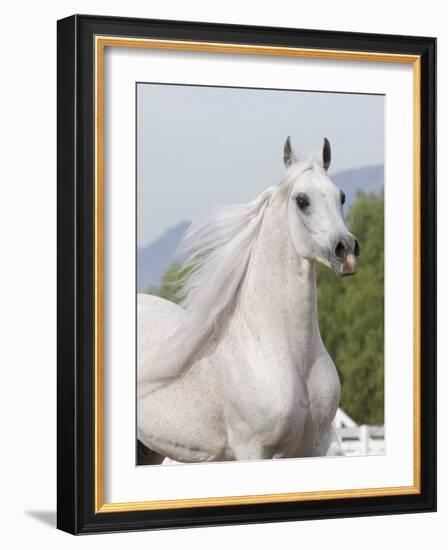 Grey Arabian Stallion Portrait, Ojai, California, USA-Carol Walker-Framed Photographic Print