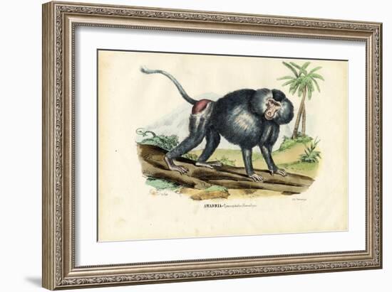 Grey Baboon, 1863-79-Raimundo Petraroja-Framed Giclee Print