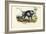 Grey Baboon, 1863-79-Raimundo Petraroja-Framed Giclee Print