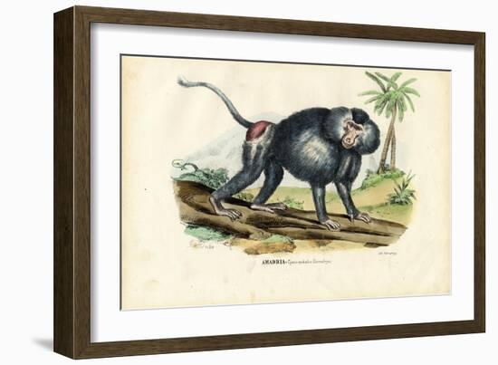 Grey Baboon, 1863-79-Raimundo Petraroja-Framed Giclee Print