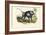 Grey Baboon, 1863-79-Raimundo Petraroja-Framed Giclee Print