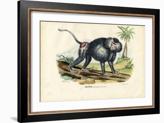 Grey Baboon, 1863-79-Raimundo Petraroja-Framed Giclee Print