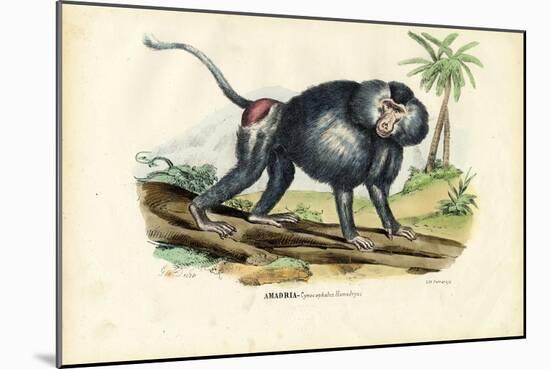 Grey Baboon, 1863-79-Raimundo Petraroja-Mounted Giclee Print