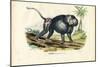 Grey Baboon, 1863-79-Raimundo Petraroja-Mounted Giclee Print