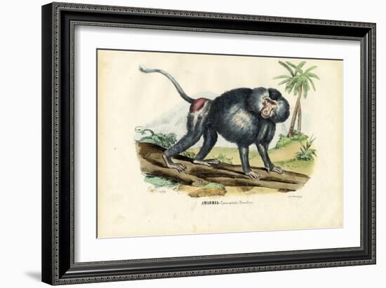 Grey Baboon, 1863-79-Raimundo Petraroja-Framed Giclee Print