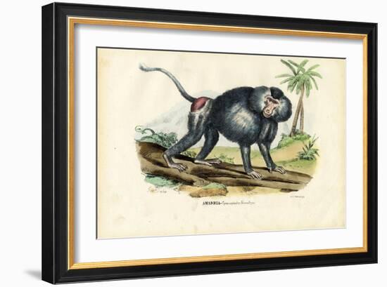 Grey Baboon, 1863-79-Raimundo Petraroja-Framed Giclee Print