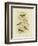 Grey-Backed Zosterops, 1891-Gracius Broinowski-Framed Giclee Print