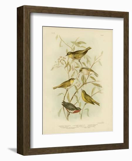 Grey-Backed Zosterops, 1891-Gracius Broinowski-Framed Giclee Print