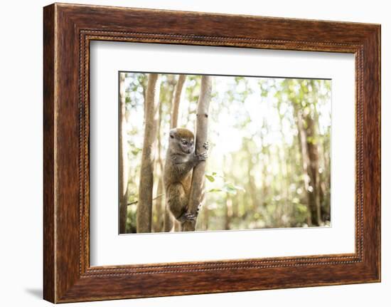 Grey Bamboo Lemur (Hapalemur), Lemur Island, Andasibe, Eastern Madagascar, Africa-Matthew Williams-Ellis-Framed Photographic Print