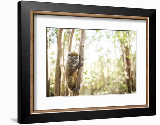 Grey Bamboo Lemur (Hapalemur), Lemur Island, Andasibe, Eastern Madagascar, Africa-Matthew Williams-Ellis-Framed Photographic Print