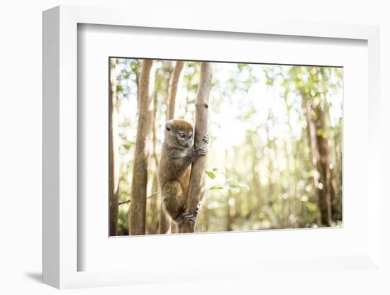 Grey Bamboo Lemur (Hapalemur), Lemur Island, Andasibe, Eastern Madagascar, Africa-Matthew Williams-Ellis-Framed Photographic Print