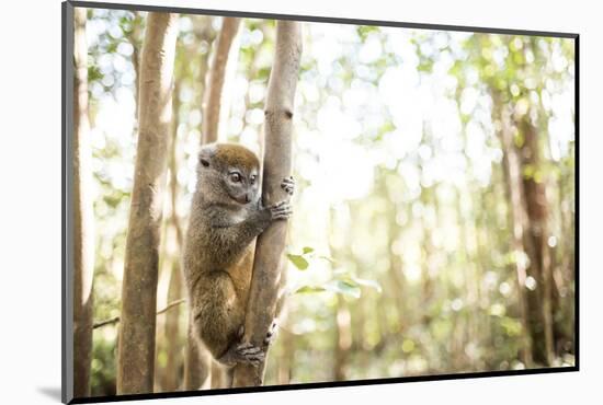 Grey Bamboo Lemur (Hapalemur), Lemur Island, Andasibe, Eastern Madagascar, Africa-Matthew Williams-Ellis-Mounted Photographic Print
