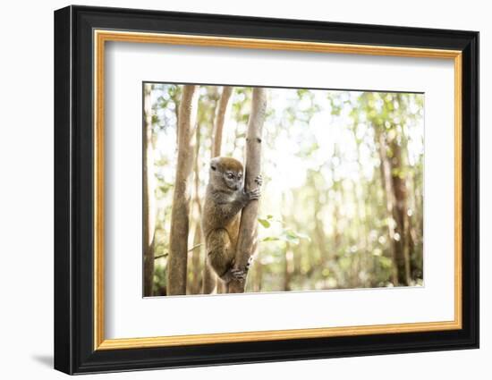 Grey Bamboo Lemur (Hapalemur), Lemur Island, Andasibe, Eastern Madagascar, Africa-Matthew Williams-Ellis-Framed Photographic Print