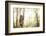 Grey Bamboo Lemur (Hapalemur), Lemur Island, Andasibe, Eastern Madagascar, Africa-Matthew Williams-Ellis-Framed Photographic Print