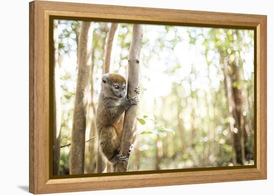 Grey Bamboo Lemur (Hapalemur), Lemur Island, Andasibe, Eastern Madagascar, Africa-Matthew Williams-Ellis-Framed Premier Image Canvas