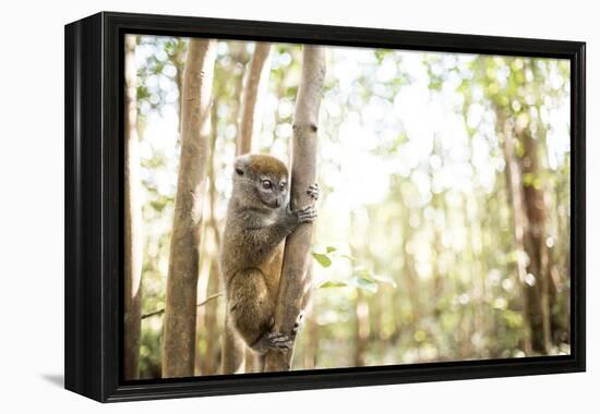 Grey Bamboo Lemur (Hapalemur), Lemur Island, Andasibe, Eastern Madagascar, Africa-Matthew Williams-Ellis-Framed Premier Image Canvas