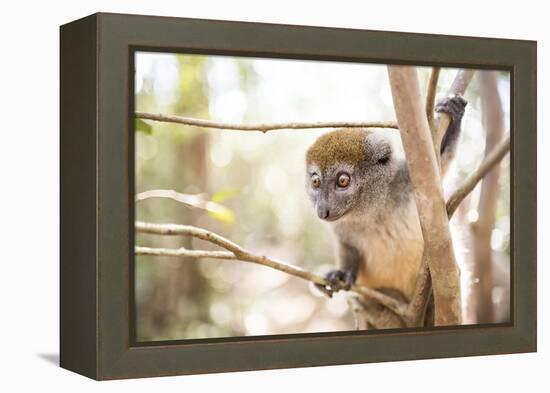 Grey Bamboo Lemur (Hapalemur), Lemur Island, Andasibe, Eastern Madagascar, Africa-Matthew Williams-Ellis-Framed Premier Image Canvas