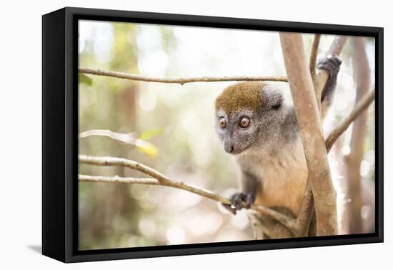 Grey Bamboo Lemur (Hapalemur), Lemur Island, Andasibe, Eastern Madagascar, Africa-Matthew Williams-Ellis-Framed Premier Image Canvas