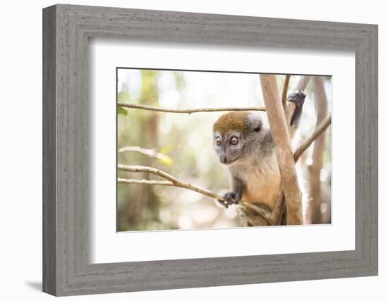 Grey Bamboo Lemur (Hapalemur), Lemur Island, Andasibe, Eastern Madagascar, Africa-Matthew Williams-Ellis-Framed Photographic Print
