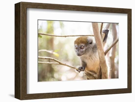 Grey Bamboo Lemur (Hapalemur), Lemur Island, Andasibe, Eastern Madagascar, Africa-Matthew Williams-Ellis-Framed Photographic Print