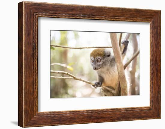 Grey Bamboo Lemur (Hapalemur), Lemur Island, Andasibe, Eastern Madagascar, Africa-Matthew Williams-Ellis-Framed Photographic Print