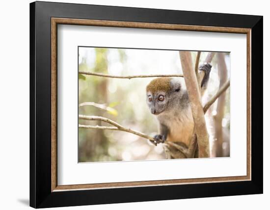 Grey Bamboo Lemur (Hapalemur), Lemur Island, Andasibe, Eastern Madagascar, Africa-Matthew Williams-Ellis-Framed Photographic Print