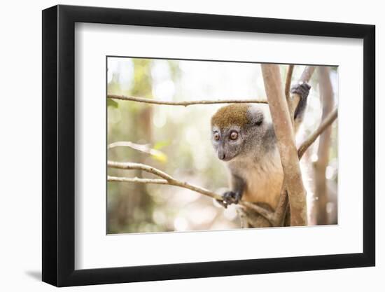 Grey Bamboo Lemur (Hapalemur), Lemur Island, Andasibe, Eastern Madagascar, Africa-Matthew Williams-Ellis-Framed Photographic Print