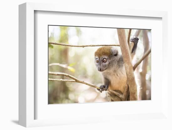 Grey Bamboo Lemur (Hapalemur), Lemur Island, Andasibe, Eastern Madagascar, Africa-Matthew Williams-Ellis-Framed Photographic Print