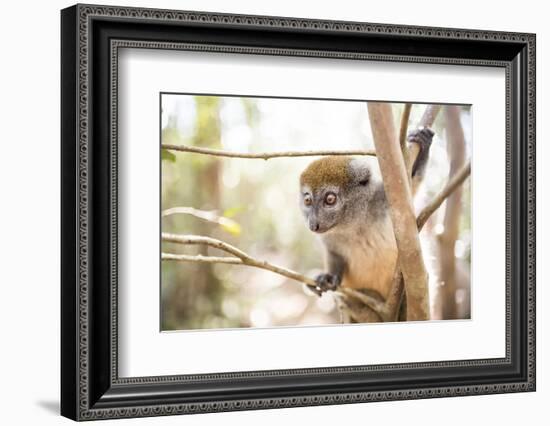 Grey Bamboo Lemur (Hapalemur), Lemur Island, Andasibe, Eastern Madagascar, Africa-Matthew Williams-Ellis-Framed Photographic Print