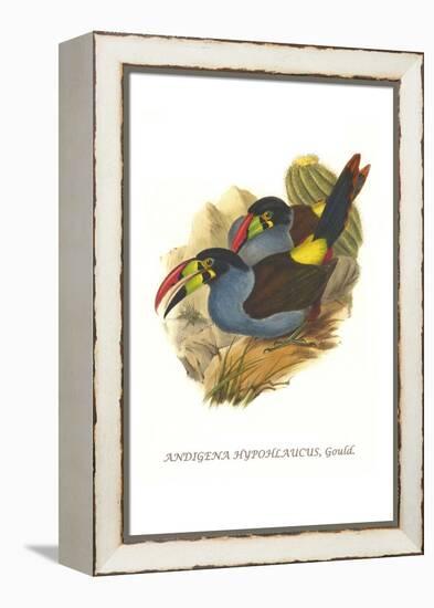 Grey Breasted Mountain Toucan-John Gould-Framed Stretched Canvas