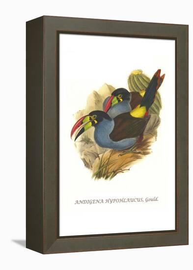 Grey Breasted Mountain Toucan-John Gould-Framed Stretched Canvas