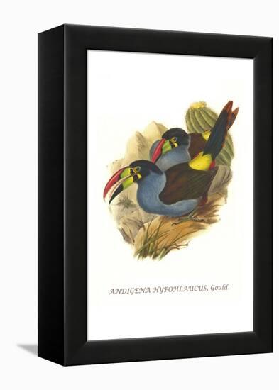 Grey Breasted Mountain Toucan-John Gould-Framed Stretched Canvas